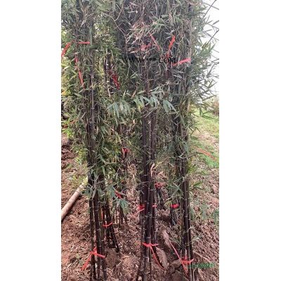 櫻花地徑6-25公分北京大苗圃基地購樹木市排價