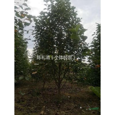 本苗圃長期供應(yīng)大小規(guī)格水杉，白玉蘭，樸樹，三角楓等等綠化苗木