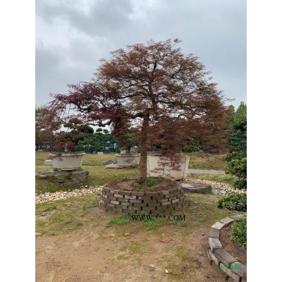 烏桕#彎桿#斜飄