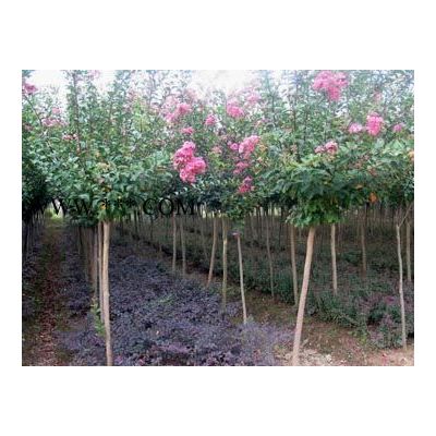 榆葉梅、梔子花、重陽木