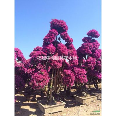 布迪椰子：托桿30-1-3米地苗，袋苗，自產(chǎn)自銷