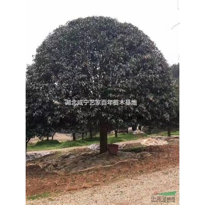 供應12-公分櫻花