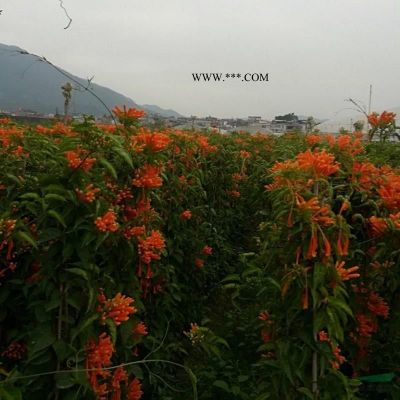 福建漳州供應(yīng)大批量重陽木