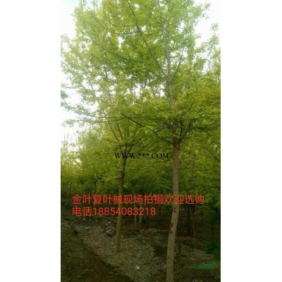 低價出售6公分8公分10公分12公分合歡樹