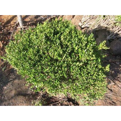 果石榴、合歡、紅綠梅