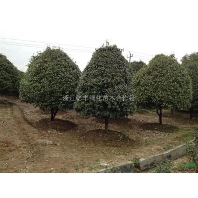 出售8、9、10、12公分北美楓香