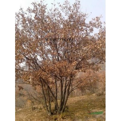 河北承德白蠟樹大量出售