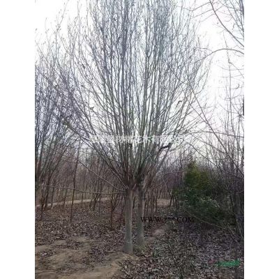 河南老白臘、速生白蠟價格