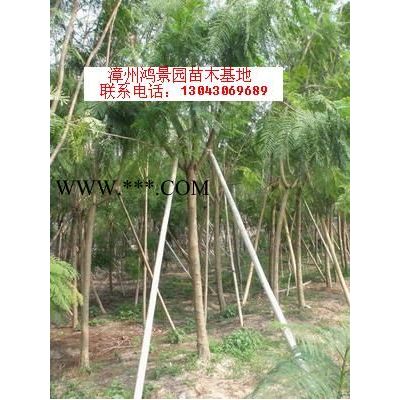 布迪椰子｜江蘇布迪椰子｜浙江布迪椰子｜漳州布迪椰子