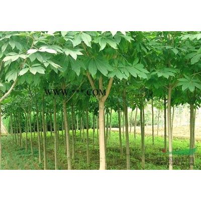 江西金合歡種子 金合歡種子批發 金合歡種子價格 九江金合歡