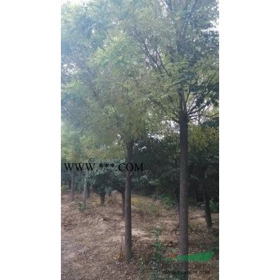 河南鄢陵卓林花木基地供應精品，龍爪槐