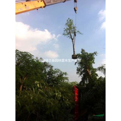 布迪椰子—地苗袋苗假植苗—桿高1-6米—清場出售