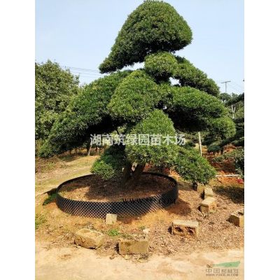 供應多頭樸樹，沙樸，滇樸，苗木樸樹，樸樹價格