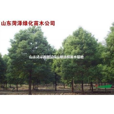 櫻花樹小苗櫻花樹基地櫻花樹價格櫻花樹苗圃