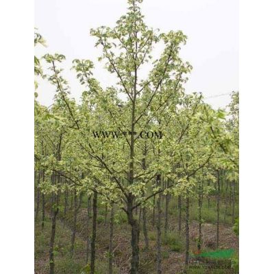 江西樸樹種子價格 樸樹批發 樸樹種子 樸樹小苗