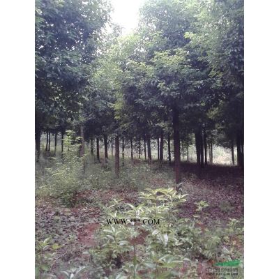 湖北20公分合歡介紹