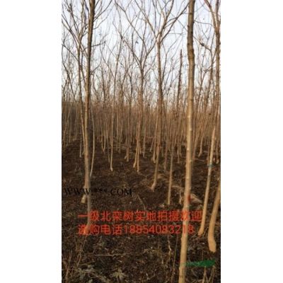 哪里有18公分20公分一*白蠟樹價格多少