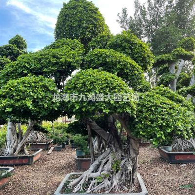 布迪椰子價格 布迪椰子報價 布迪椰子皮批發