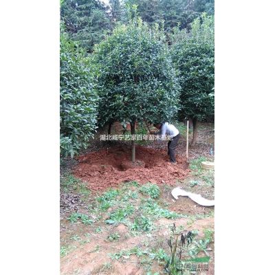 大量供應10-50公分楓香