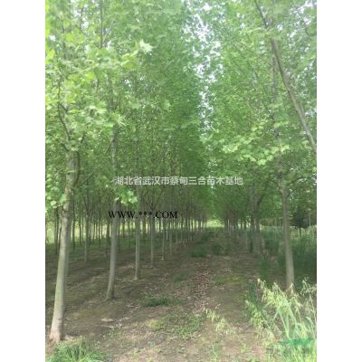 重陽(yáng)木 湖北重陽(yáng)木 武漢重陽(yáng)木 孝感重陽(yáng)木蔡甸重陽(yáng)木河南重陽(yáng)木 樹(shù)苗苗木15公分 12公分 重陽(yáng)木樹(shù)