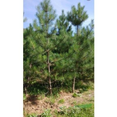 高2m以上白蠟，山西白蠟價格