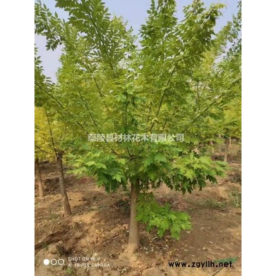 供應紅葉石楠苗，金葉女貞，紅葉小檗，帶營養缽