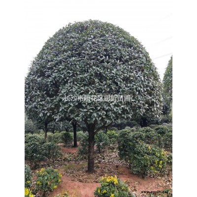 金葉女貞球  金葉女貞精品球價格