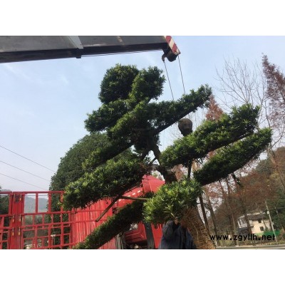 綠化小苗金葉女貞小苗女貞柱女貞球湖南金葉女貞工程苗價格