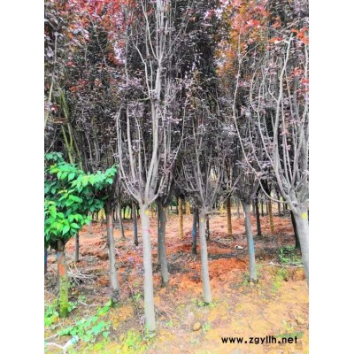 專業的金森女貞球批發價格便宜 湖南女貞球批發 長沙女貞球批發