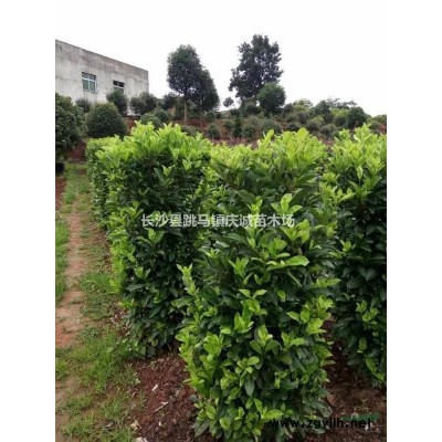 金冠女貞球，金葉女貞苗