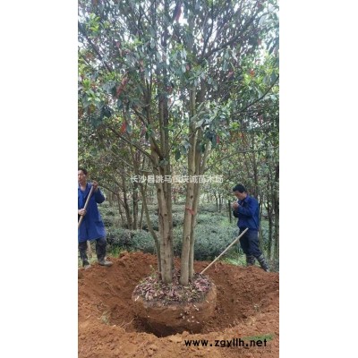 茶花球冠（20cm-150cm）茶花小苗高10-100cm