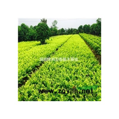 湖南茶花、供應湖南茶花茶梅、七心茶花球價格、高桿茶花報價