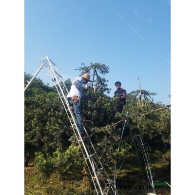 湖南杜鵑球 茶花球 女貞球 紅繼木球 紅葉石楠球 海桐球價格