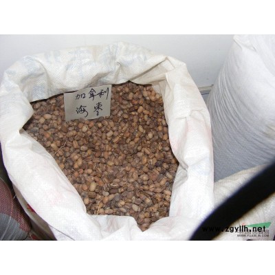 供應金葉女貞種子