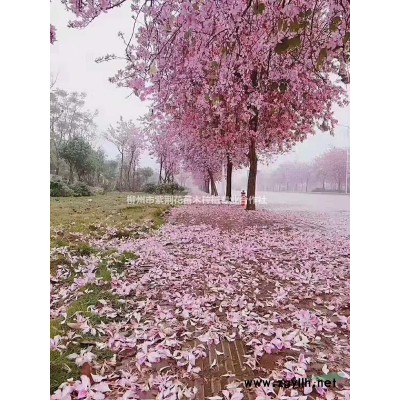 1500畝宮粉紫荊花茶花海南黃花梨小葉紫微幌傘楓八月桂