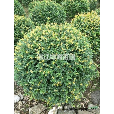 云南金森女貞種植基地