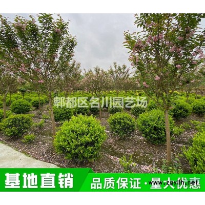 成都金森女貞球批發價格_園林景觀綠化灌木球基地_花境金森女貞球種植基地_金森女貞小苗報價_名川園藝