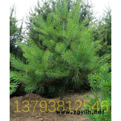 貴州白皮松廠家白皮松