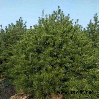 乾豐 白皮松 專業(yè)種植 工程苗木 **苗木 歡迎來電咨詢