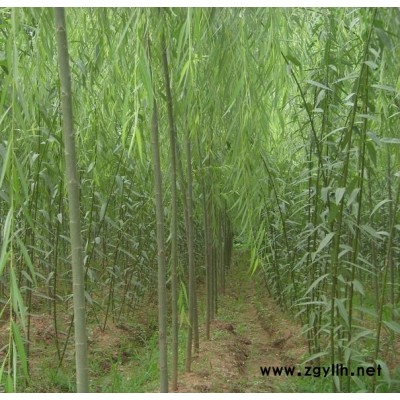 鄧州供應白皮松電話159-9372-0369【藝林苗木】