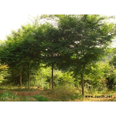 胸徑60-200公分大葉黃楊球北京大苗圃基地購樹木市排價