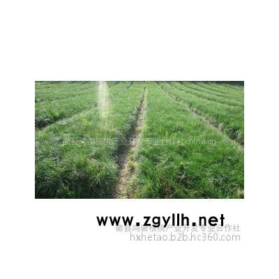 苗木 供應(yīng)油松 華山松 白皮松樹(shù)苗 甘肅徽縣產(chǎn)地苗木之鄉(xiāng)