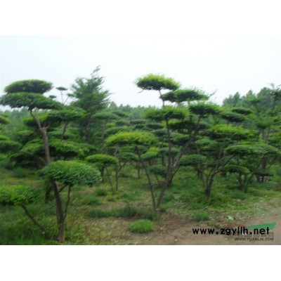 金葉女貞行情報價\金葉女貞圖片展示