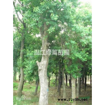 成都金葉女貞基地