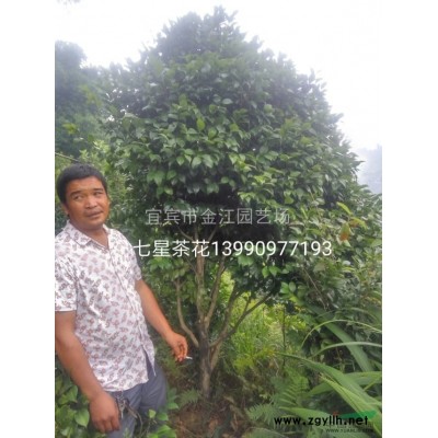 四川宜賓樸樹批發四川宜賓三角梅批發四川宜賓茶花批發宜賓桂花批