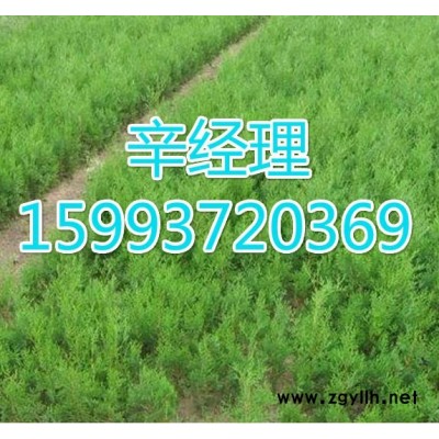 鶴壁供應白皮松/價格159-9372-0369【藝林苗木】