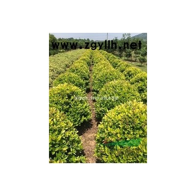 湖南金森女貞基地