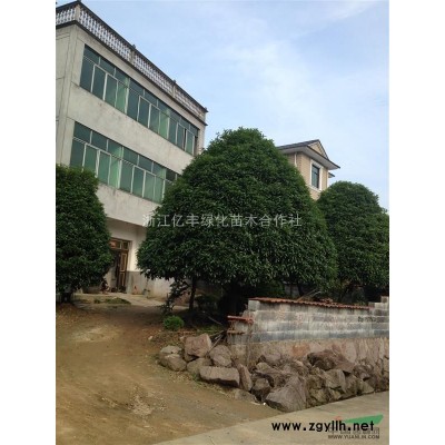 金森女貞紅葉石楠毛娟等工程色塊苗價格