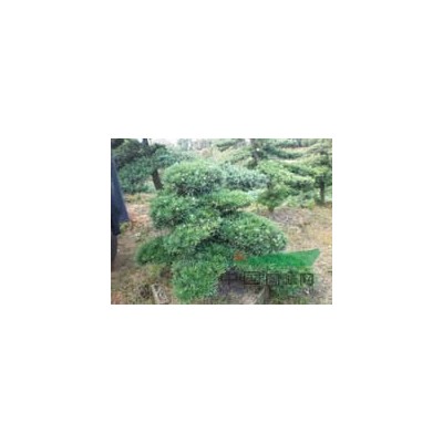 彩葉樹種金森女貞小苗，湖南金森女貞價格，30公分高金森女貞圖