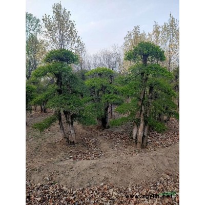 北海道黃楊高0.6-2.5米金葉女貞高0.4-0.8米北京大